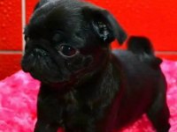 PUG MOPS YAVRULARI