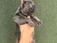 A+ KALİTE BLUE FRENCH BULLDOG YAVRULAR
