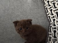 Pamuk scottish fold prensesim yuva arıyor