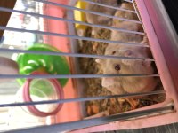 4 adet hamster genç ler kafesiyle beraber verilecektir