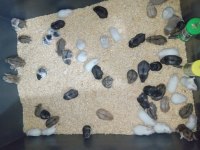 Yavru gonzales hamster