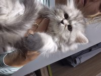 Chinchilla 2 aylık yavru kedimiz