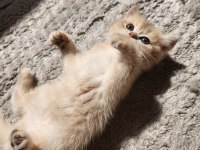 British shorthair golden ay12