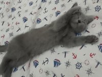 British shorthair safkan kedimiz