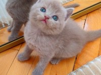 GRİ LİLAC DİŞİ ERKEK KEDİLER
