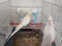 Toplu sahiplendirilecek sultan papağanı