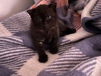 Scottish fold yavrular