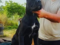 A şecereli şampiyon kan hattı cane corso