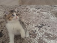 BRİTİSH SHORTHAİR BİCOLOUR 16 EYLÜL DOĞUMLULAR