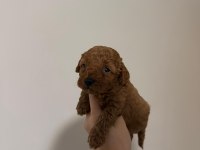 Güvenilir Ve Referanslı Çiftlikten Toy Poodle