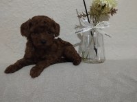 Orjinal toy poodle
