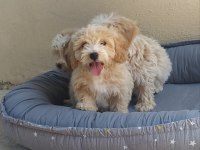 Maltes terrier