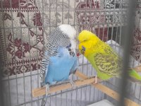 Show Jumbo Muhabbet Kuşu