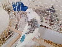Yavru muhabbet kuşu erkek