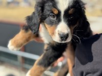 Petmode köpek çiftliğinde ziyarete açık bernese