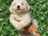 Muhteşem Maltese Terrier Yavrularımız