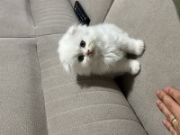 Çok sevecen oyuncu scottish fold
