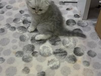 Scottish fold silver ayı surat