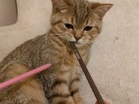 Safkan orijinal british shorthair yavrular