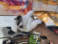 A kalite shih tzu bebekler