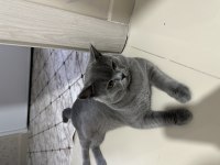 Ücretsiz british shorthair kedimiz
