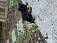 Pinscher minyatür sıfır boy