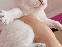 British longhair ve shorthair yavru kediler
