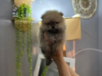 Pomeranian boo teddy bear yavrucuklar