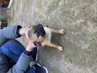 A kalite Sıfır Burun Gül kuyruk Yellow Pug mops 6 aylık