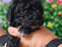 Çikolata Poodle ve siyah inciler