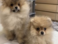 Pomeranian boo yavrularım