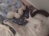 2.5 yaşında blue point british shorthair dişi
