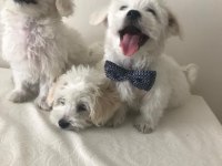 Maltese kardesler