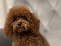KORE TOY POODLE YAVRULAR