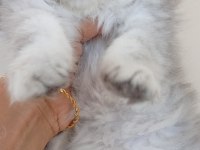 Kedi 2 aylık british shorthair mama yiyor