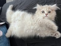 Safkan Brıtısh Longhaır Cınnamon