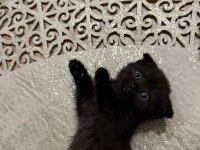Hirakaramel british shorthair
