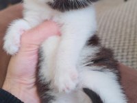 British shorthair çikolata bicolor