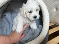 Sevimli maltipoo yavrumuz yeni ailelerini bekliyor