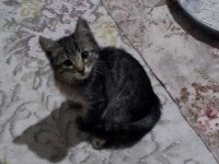 SOKAKTA BULDUK ANNESI BIRAKMIS YAVRU KEDI OYUNCU