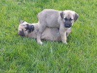Kendi Sivastan getirilmiş kangal yavrular