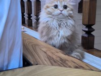 BRİTİSH LONGHAİR SARl