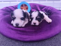 Mini Mini Morkie Yavrularım