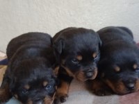 Rottweiler bebekler