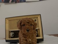 Muhteşem Irk Garantili Poodle Yavrularım