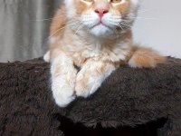 Full şecereli maine coon ünvanlı ebeveynlerden