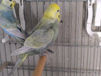 Rainbow yetişkin takım muhabbet kuşu