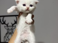 Sıfır kulak üst sınıf scottish fold bebekler
