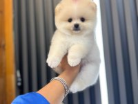4 aylık üst düzey pomeranian boo yavrularım