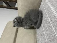 Üst kalite scottish fold bebiş